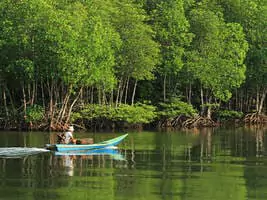 جنگل حرا قشم